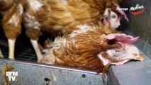 Des poules déplumées, agonisantes ou mortes. L214 révèle une nouvelle vidéo sur leurs conditions d'élevage en batterie