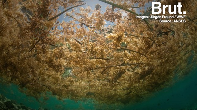 Les algues sargasses menacent les plages