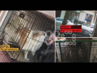 BOOM: Dyqanet e shitjes së kafshëve shtëpiake nuk plotësojnë asnjë kusht