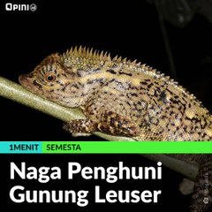 #1MENIT | Naga Penghuni Gunung Leuser
