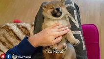 Schleep well pwincess - MLIP / Ep 93 / Shiba Inu puppies