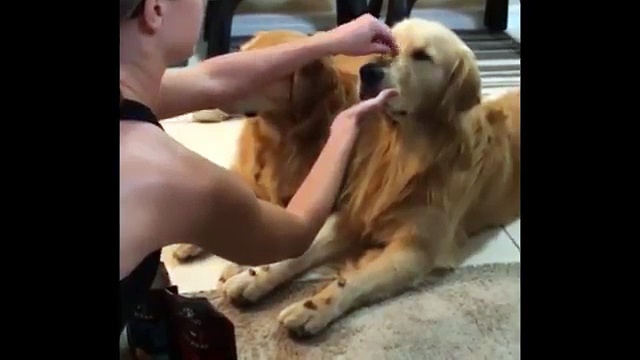 Best Of Golden Retrievers – Part II