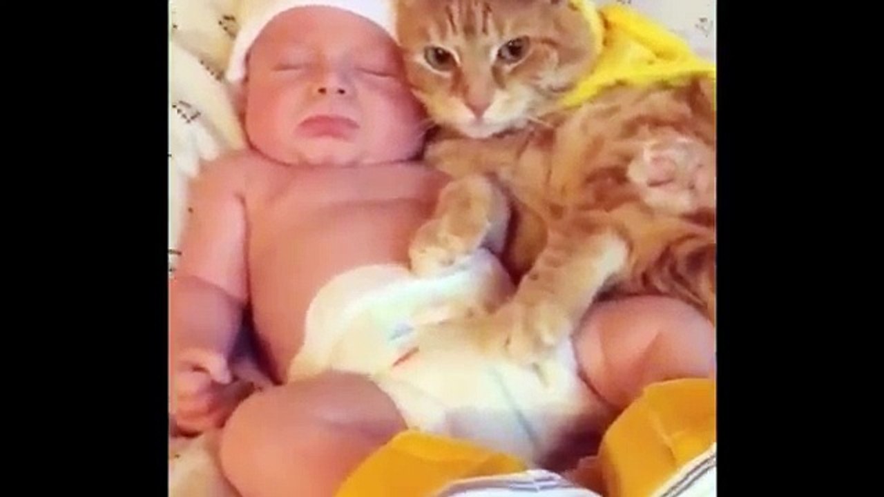 Cat Stories