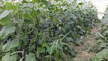 Mundimet e fermerëve të Beratit - Top Channel Albania - News - Lajme