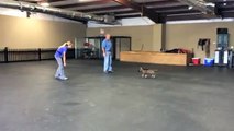 German Shepherd puppy obedience training | 9 weeks old | Valor K9 Academy, LLC