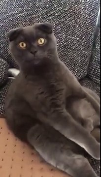 Assis comme un humain ce chat est complètement paumé !