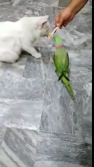 Dîner... entre un perroquet et un chat !