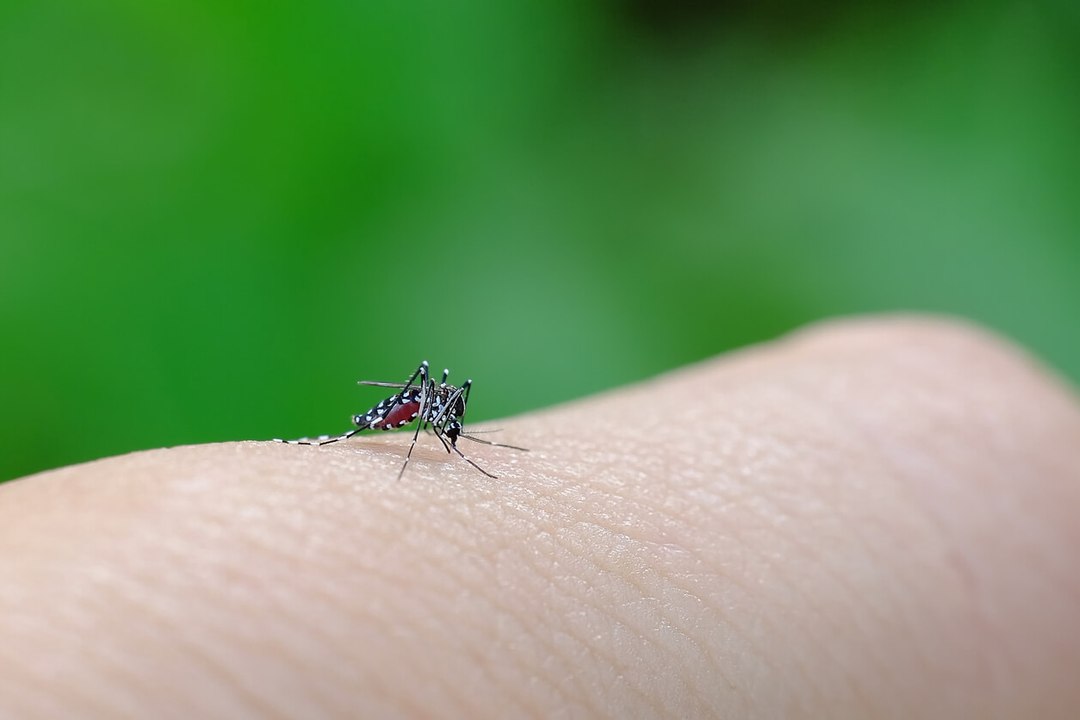 Les raisons pour lesquelles les moustiques piquent certaines personnes plus que d'autres