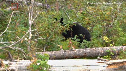 Black Bear Attacks 5-Year-Old Colorado Girl in Her Backyard, Mother's Screams Helped Save Her