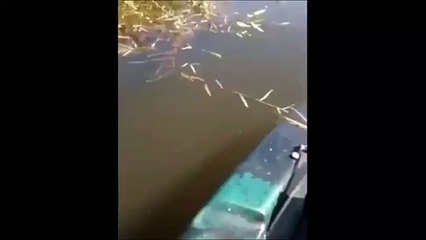 Giant Anaconda very near to a Fisherman...!!!!Oh My god...!!!