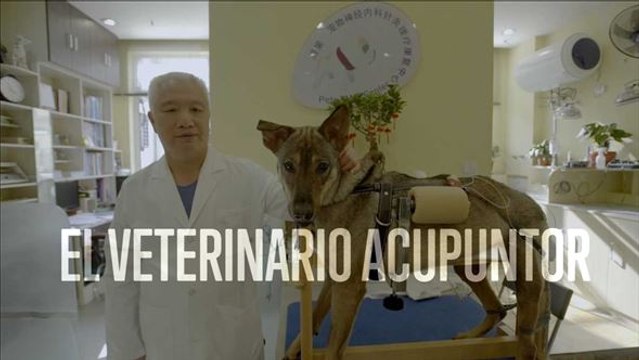 Acupuntura para mascotas, segunda oportunidad para mascotas