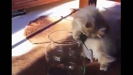 Cats Are So Funny You Will Die Hard Of Laughing