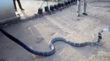 Giant King Cobra drinking water...!!!!Really Amazing Video...!!!!!