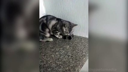 Cat Wears  Sunglasses AMAZING!!!