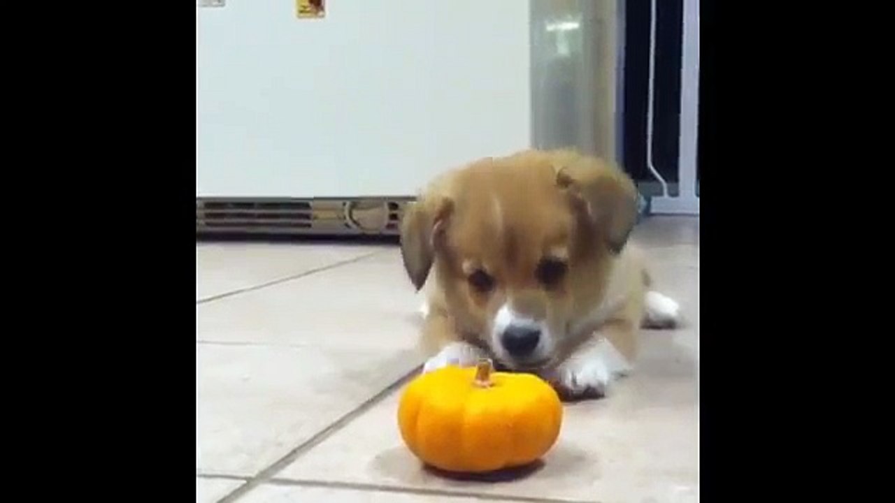 Cute And Funny Doggies