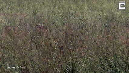 Une cigogne échappe de peu à l'attaque d'un léopard