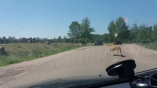 Une famille attaqué par des guépards dans un safari
