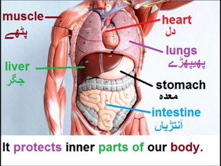 6th class Science Lesson  4, sense of touch in Urdu