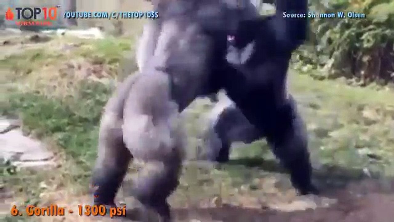 THE TOP 10 || TOP 10 ANIMALS WITH STRONGEST BITES FORCE || Crocodile, Tiger, Lion, Gorilla, Jaguar