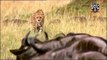 Most CRAZIEST Animal attacks #3- Amazing Wild Animal Attacks Giraffe,Lion,Cheetah,Hyena