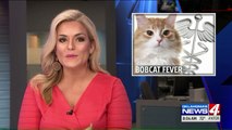 Pet Owners Warned About Deadly 'Bobcat Fever' Showing Up in Domestic Cats