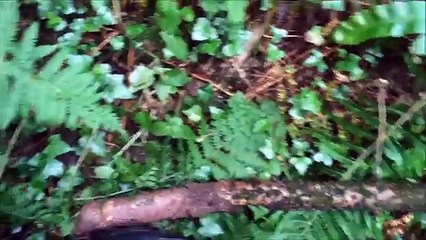 BigFoot 2017 - So, a large stick pushed 9 inches into the ground - thats it.