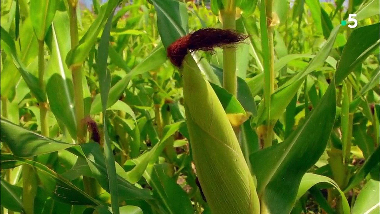 Les mystères du goût  Saison 1  Un régime équilibré