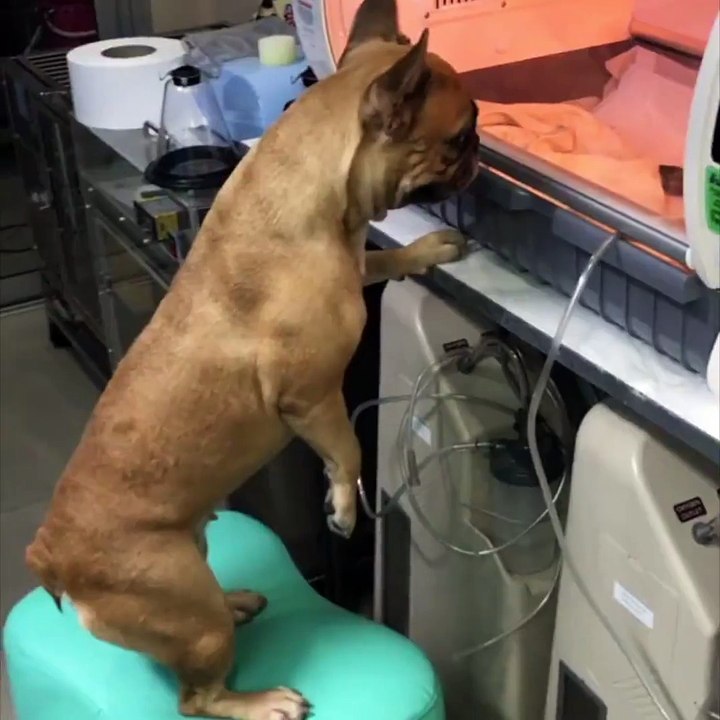 Concerned mum watching over her puppies.