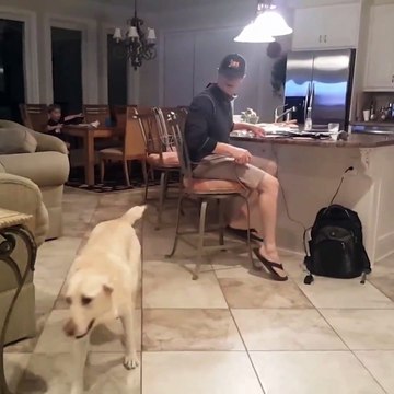 Dog Excitedly Retrieves Owner a Beer