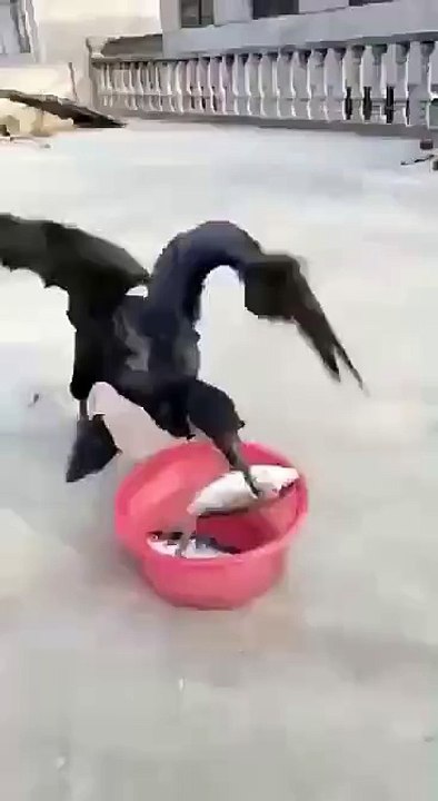 Dont Distrub Me ! I m Hungry