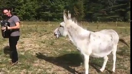 Donkey Music Singer , Watch till end if you want to enjoy alot