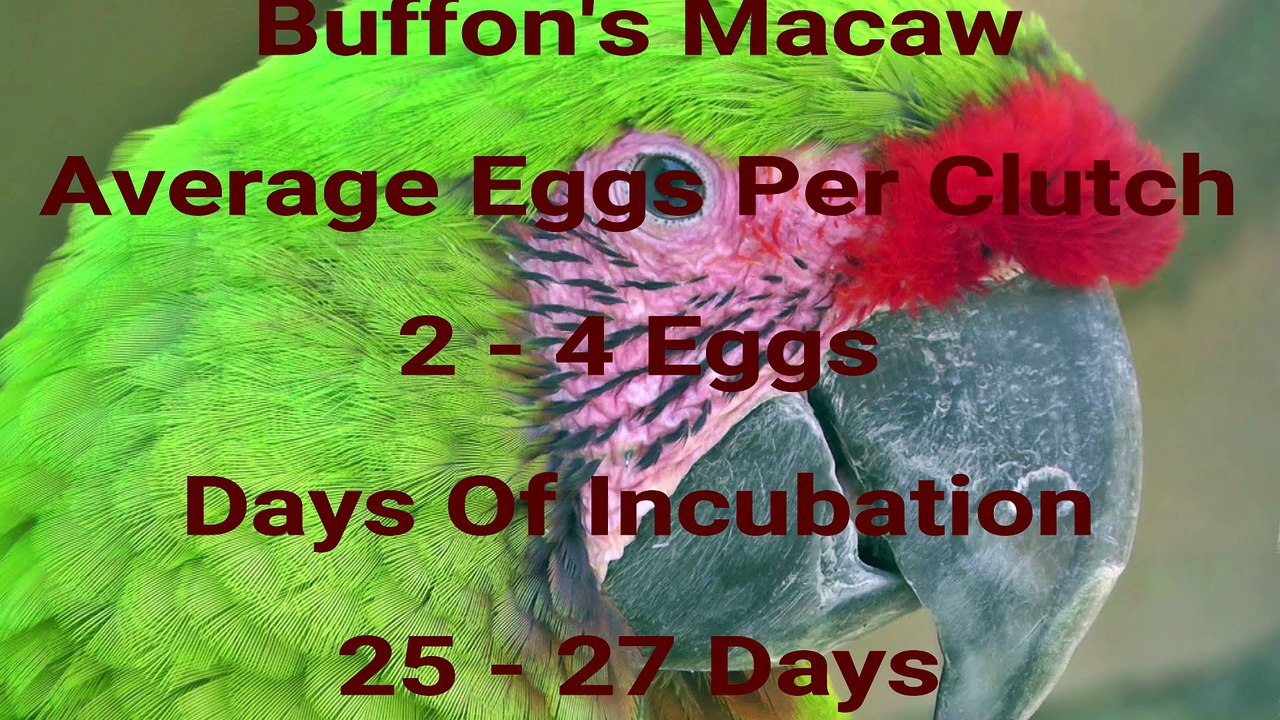 macaw incubating details