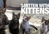 Adorable Kittens to Brighten Up Your Day