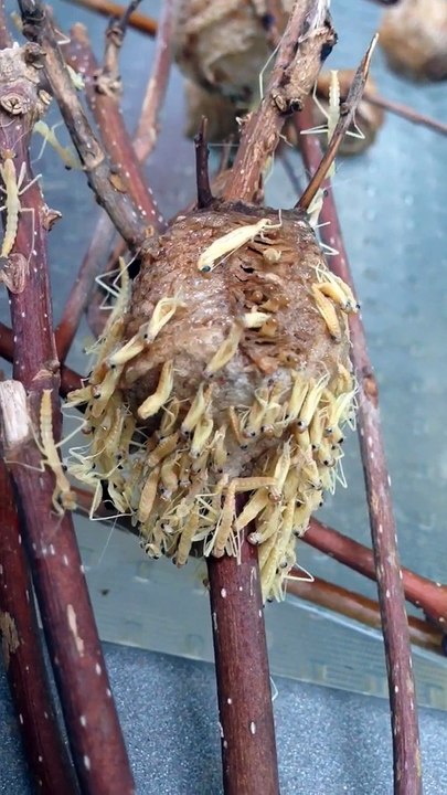 Ce nid de mantes religieuse va vous donner des cauchemars