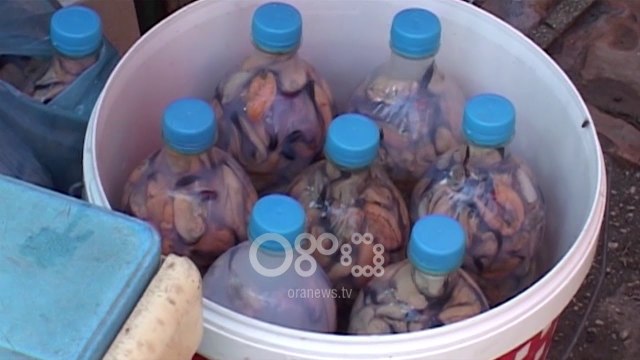 Ora News - Midhjet e Sarandës me salmonelë, ujrat e zeza derdhen në det
