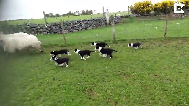 Première leçon pour ces bébés chiens de berger... Trop mignon