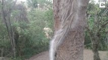 Des milliers de chenilles poilues grimpent à un arbre en file indienne