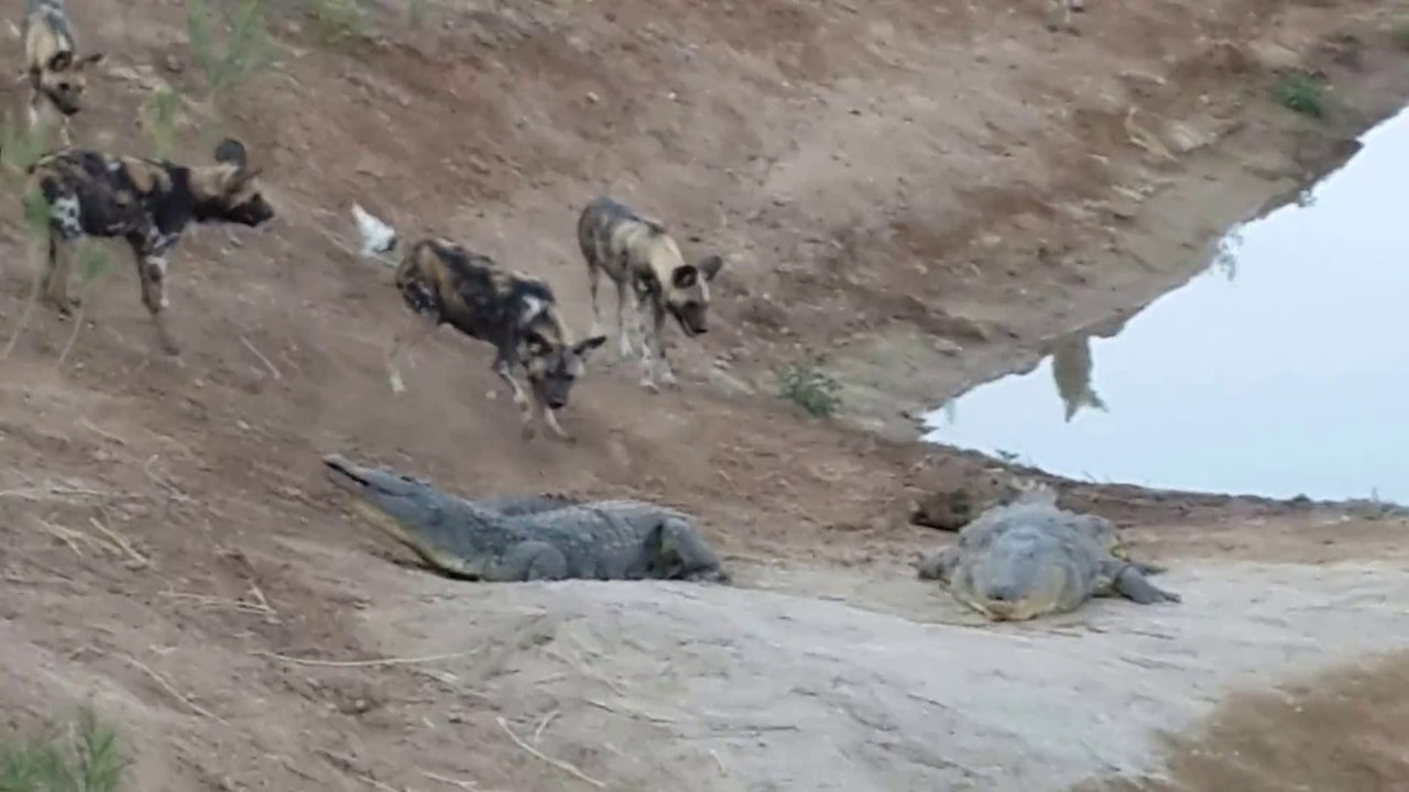 Des Lycaons affamés s'en prennent à plus gros qu'eux : des crocodiles