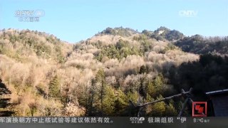 [中国新闻]陕西宝鸡黄柏塬惊现数百只金丝猴