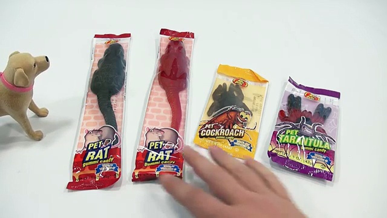 Cooked Rat & Spider! Jelly Belly Pet Gummi Candy! video Dailymotion