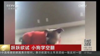 [中国新闻]跃跃欲试 小狗学空翻