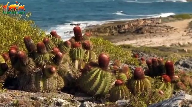 НЕВИДАННЫЕ ОСТРОВА. Частицы рая / ДИКИЕ ОСТРОВА - Документальный фильм 2018 на Amazing Animals