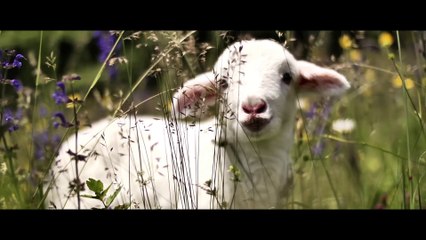 The House That Jack Built