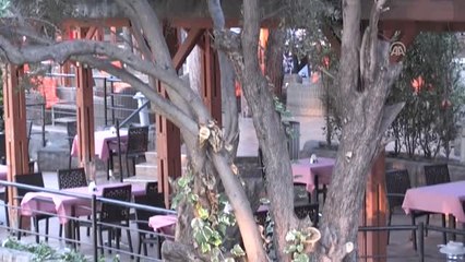 Bodrum'da "Anıt" Ağaçların Zeytinyağına Ödül