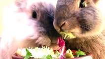 Chuches para conejos (bunny treats) - DIY