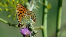 nature sounds and butterflies -naturaleza sonidos y mariposas -