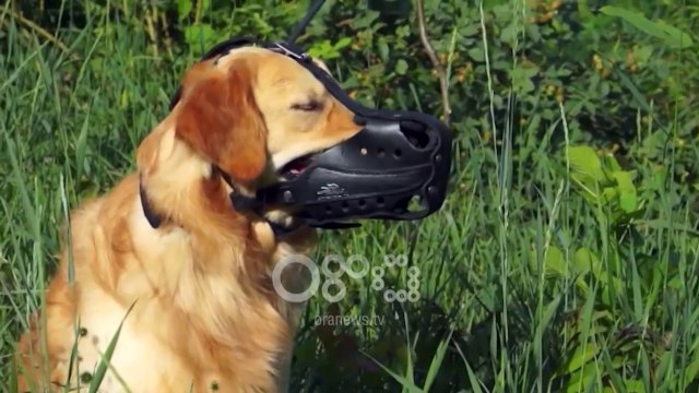 Ora News - Elbasan, babai i dy fëmijëve vdes pak ditë pasi u kafshua nga qeni