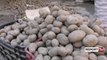 Report TV - Kukës, prodhuesit e patates s'kanë treg për shitjen e tyre