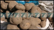 MIJERA TON PATATE HIDHEN NE GROPE, FERMERET E KUKESIT ANKOHEN - News, Lajme - Kanali 7