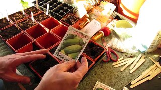 For New Gardeners: How to Seed Start Cucumbers Indoors: Plant Different Sizes! - MFG new